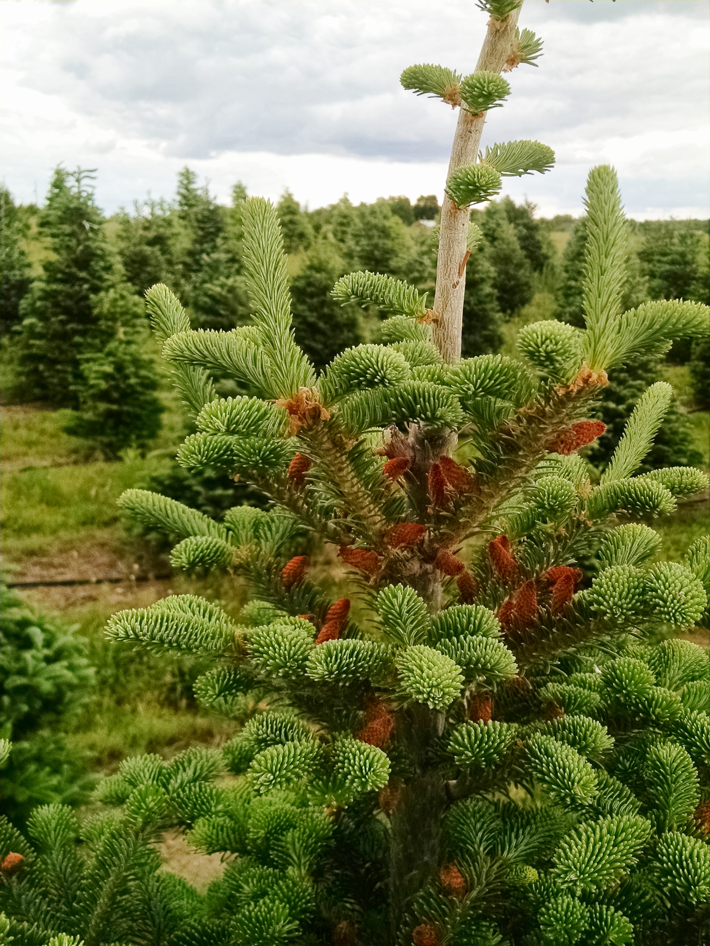 A Christmas tree without any cones.